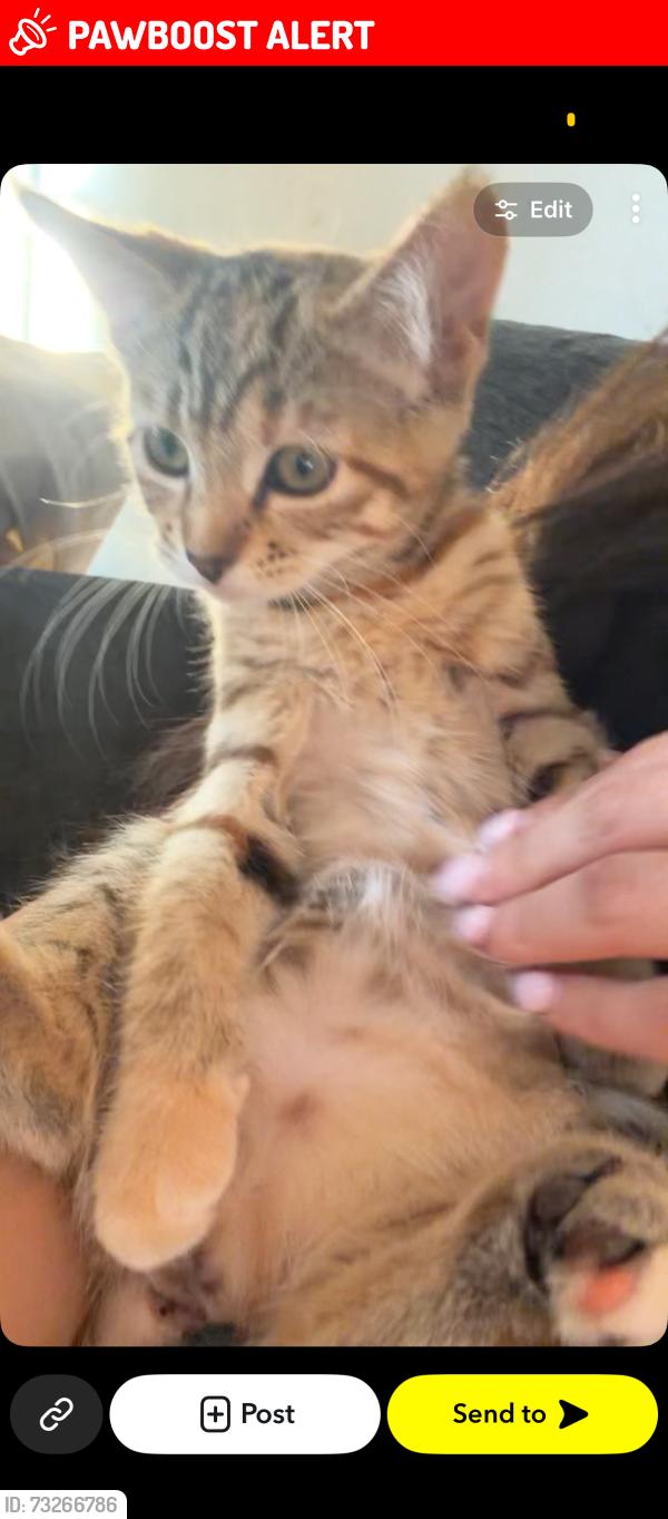 Lost Female Cat last seen Abbey Wood - yarnton way, Greater London, England DA18 4DB