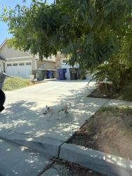 Found/Stray Unknown Dog last seen Queens way, Hanford, CA 93230