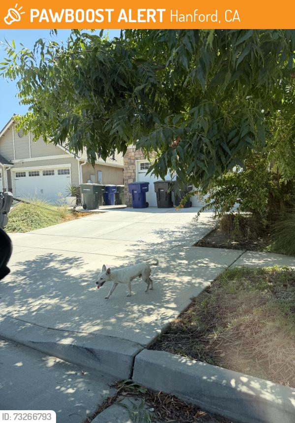 Found/Stray Unknown Dog last seen Queens way, Hanford, CA 93230
