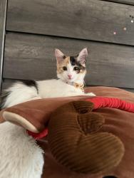 Lost Female Cat last seen Near Costa Maresme Dr NW Albuquerque NM 87120, Albuquerque, NM 87120