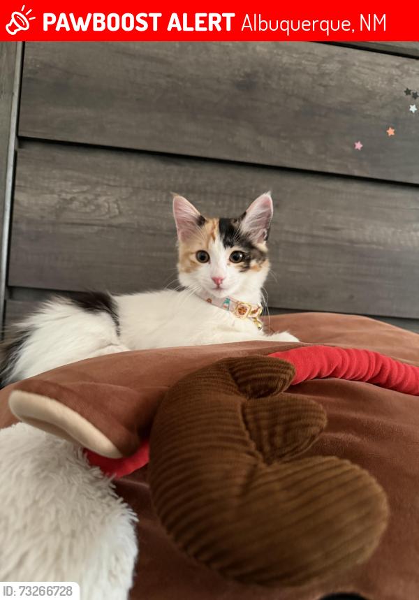 Lost Female Cat last seen Near Costa Maresme Dr NW Albuquerque NM 87120, Albuquerque, NM 87120