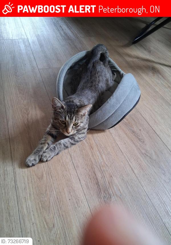 Lost Female Cat last seen Marsdale, Peterborough, ON 