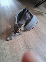 Lost Female Cat last seen Marsdale, Peterborough, ON 