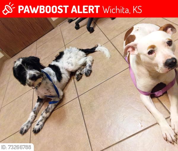 Lost Male Dog last seen 13th & Grove, Wichita, KS 67214