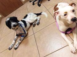 Lost Male Dog last seen 13th & Grove, Wichita, KS 67214