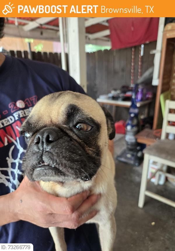 Found/Stray Unknown Dog last seen Rockwell area, Brownsville, TX 78521