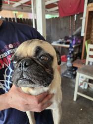 Found/Stray Unknown Dog last seen Rockwell area, Brownsville, TX 78521