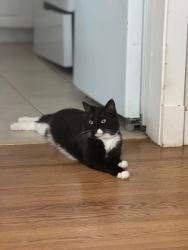 Lost Male Cat last seen Near Avenue and 44 Street SW, Calgary, AB T3E 3R7