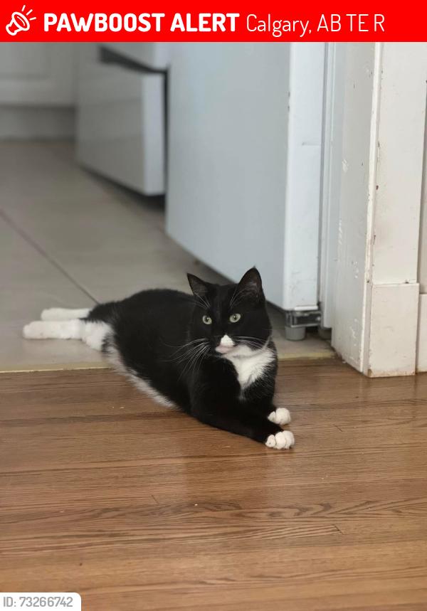 Lost Male Cat last seen Near Avenue and 44 Street SW, Calgary, AB T3E 3R7
