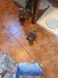 Lost Female Dog last seen Maple and Belmont, Fresno, CA 93702