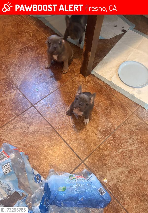 Lost Female Dog last seen Maple and Belmont, Fresno, CA 93702