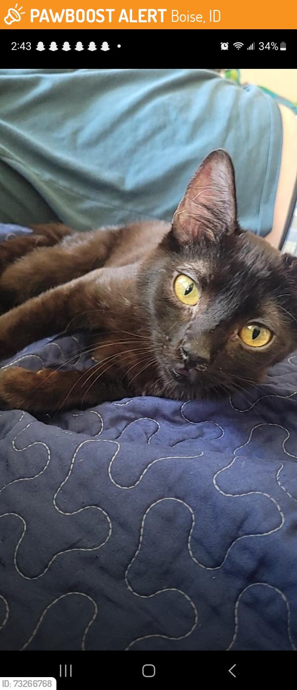 Found/Stray Female Cat last seen N Mitchell and Landmark st, Boise, ID 83704