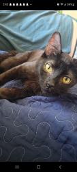 Found/Stray Female Cat last seen N Mitchell and Landmark st, Boise, ID 83704