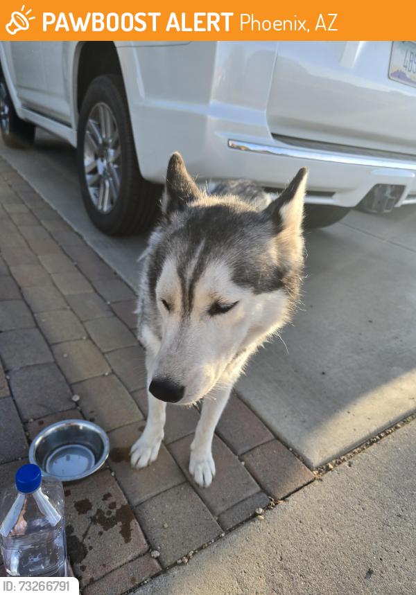 Found/Stray Female Dog last seen 51st Ave and Thunderbird rd Glendale Az, Phoenix, AZ 85306