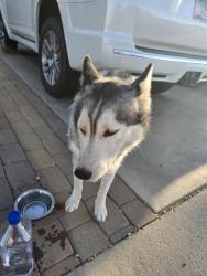 Found/Stray Female Dog last seen 51st Ave and Thunderbird rd Glendale Az, Phoenix, AZ 85306