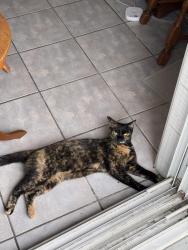 Reunited Female Cat last seen Joliette street and Sherbrooke East Street, Montréal, QC H1W 1E2