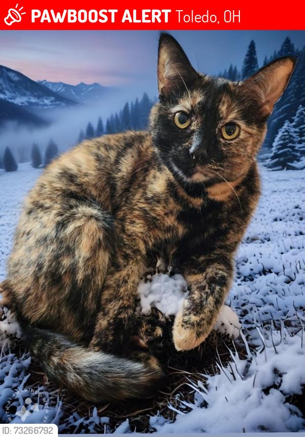 Lost Female Cat last seen Utah street, blue bridge, Toledo, OH 43605