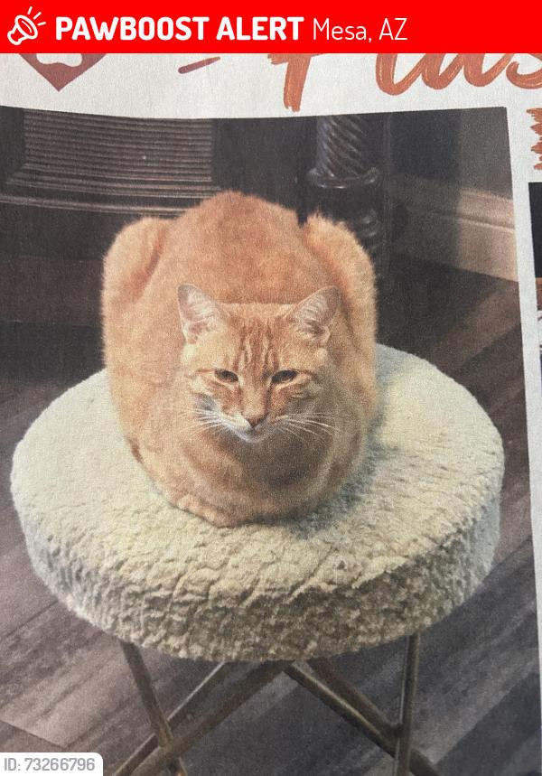 Lost Female Cat last seen Lindsey and Hope st, Mesa, AZ 85213