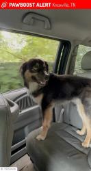 Lost Male Dog last seen Knoxville, TN, Knoxville, TN 37924