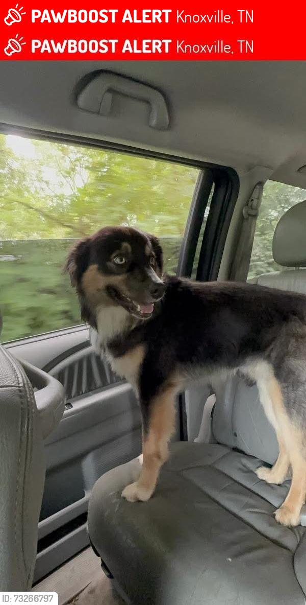 Lost Male Dog last seen Knoxville, TN, Knoxville, TN 37924