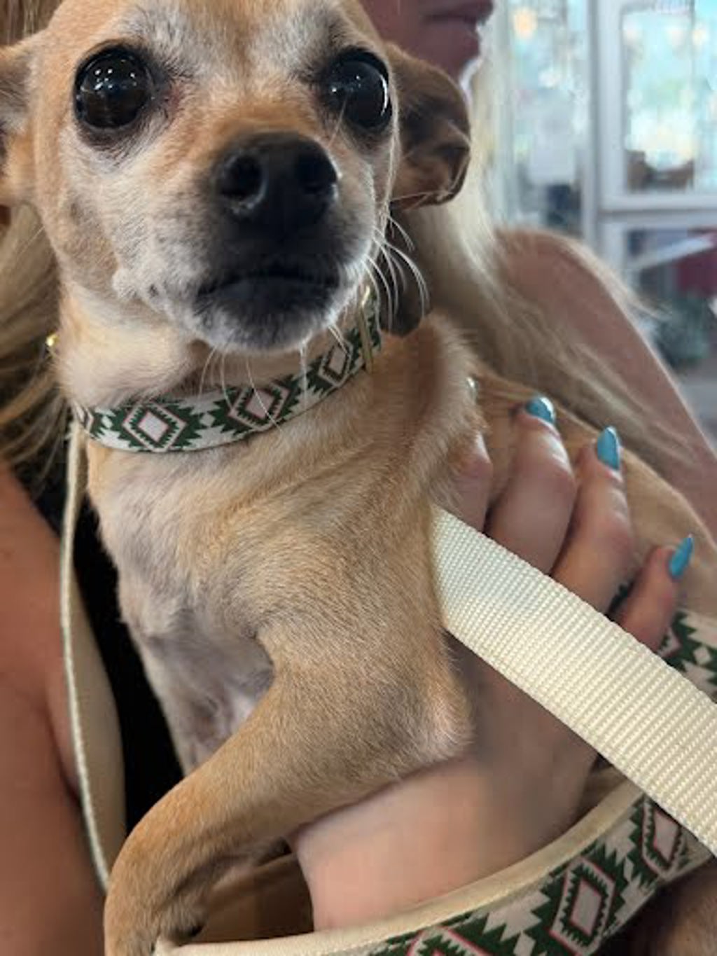 Shelter Stray Female Dog last seen zach scott and mattie st, AUSTIN, TX, 78723, 7201 Levander Loop bldg a, Austin, TX 78702, USA