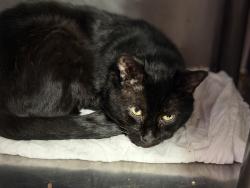 Shelter Stray Male Cat last seen Apt 2B,2455 Grand Avenue, BRONX, NY, 10468, 326 E 110th St, New York, NY 10029, USA