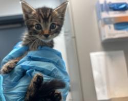 Shelter Stray Male Cat last seen Near Kingsbridge Terrace, BRONX, NY, 10463, 326 E 110th St, New York, NY 10029, USA