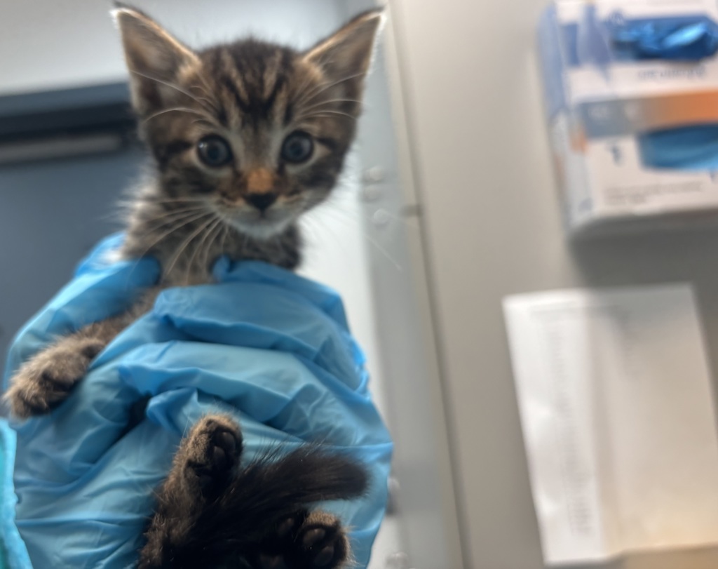 Shelter Stray Male Cat last seen Near Kingsbridge Terrace, BRONX, NY, 10463, 326 E 110th St, New York, NY 10029, USA