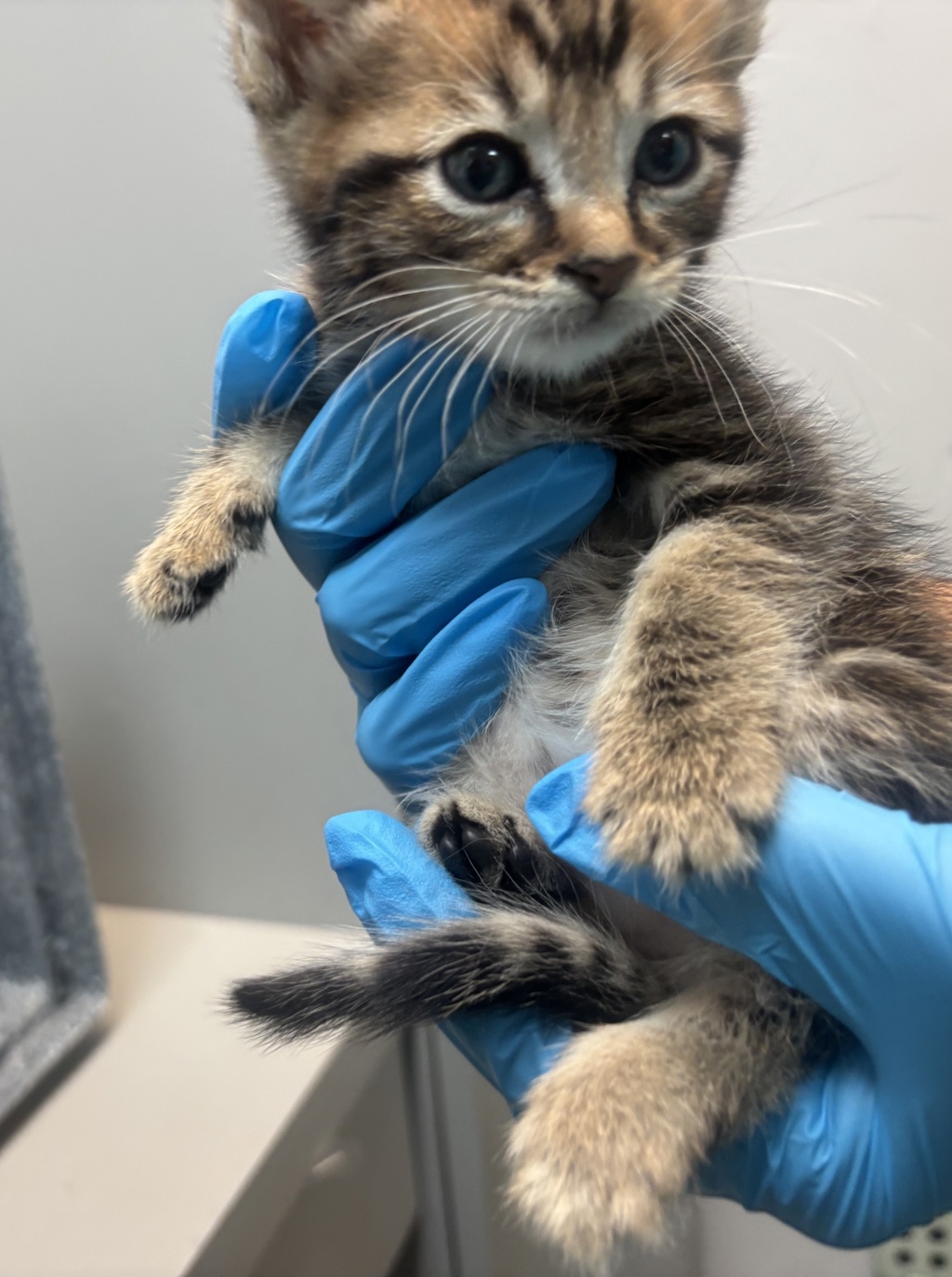 Shelter Stray Male Cat last seen Near Kingsbridge Terrace, BRONX, NY, 10463, 326 E 110th St, New York, NY 10029, USA