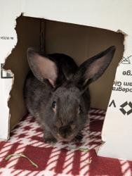 Shelter Stray Female Rabbit last seen Vista Way, Oceanside, CA, 92054, Oceanside, CA 92058, USA