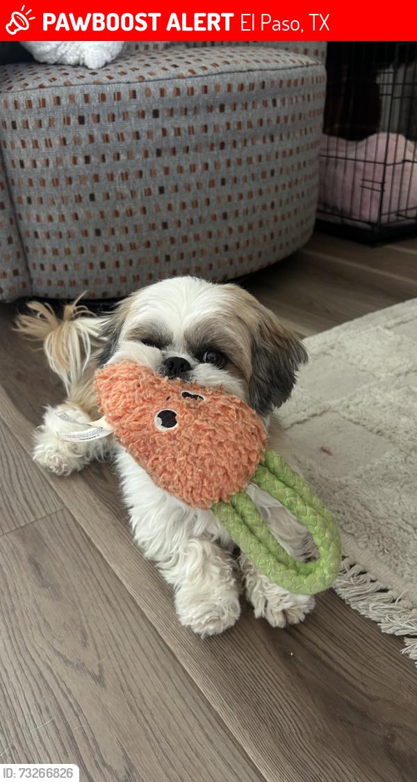 Lost Female Dog last seen Sean Haggerty, El Paso, TX 79934
