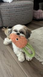 Lost Female Dog last seen Sean Haggerty, El Paso, TX 79934