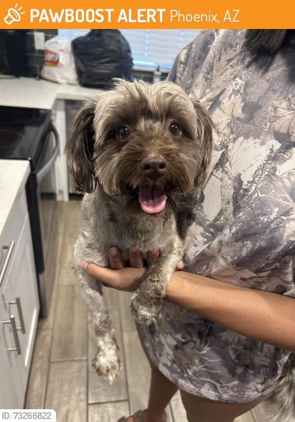 Found/Stray Female Dog last seen 99th Ave and Camelback, Phoenix, AZ 85305