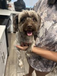 Found/Stray Female Dog last seen 99th Ave and Camelback, Phoenix, AZ 85305