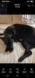 Lost Male Dog last seen I25 and founders, Castle Rock, CO 80104