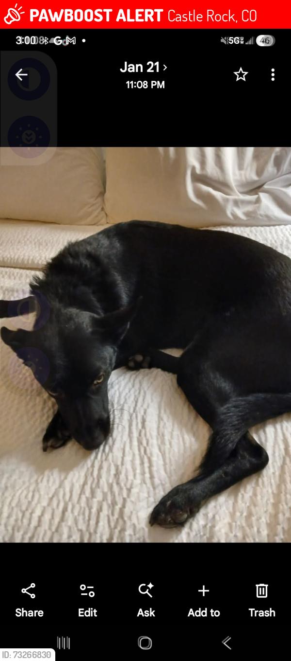 Lost Male Dog last seen I25 and founders, Castle Rock, CO 80104