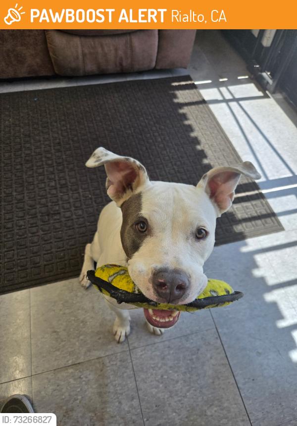 Found/Stray Male Dog last seen Fitzgerald ave, baseline, Rialto, CA 92376