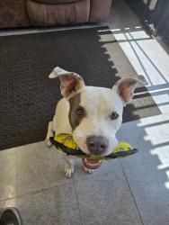 Found/Stray Male Dog last seen Fitzgerald ave, baseline, Rialto, CA 92376