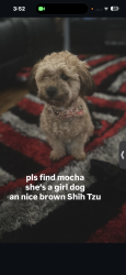 Reunited Female Dog last seen near appleton over by mcdonalds, Milwaukee, WI 53218