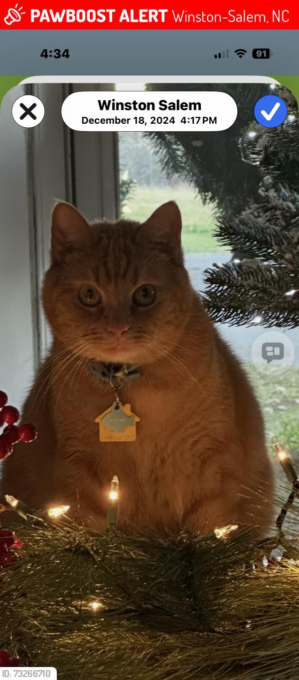 Lost Male Cat last seen Ridgewood Rd/ Willard Rd/ Union Cross Road d, Winston-Salem, NC 27107