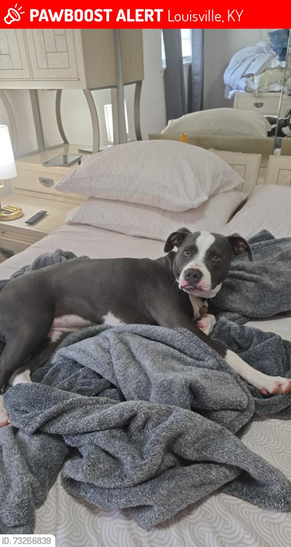 Lost Female Dog last seen Ronwood Dr, Louisville, KY 40219