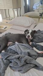 Lost Female Dog last seen Ronwood Dr, Louisville, KY 40219