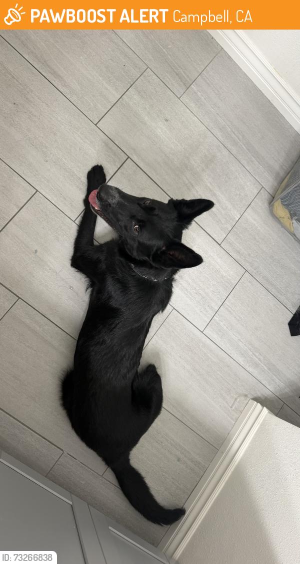 Found/Stray Male Dog last seen Nido, budd,, Campbell, CA 95008