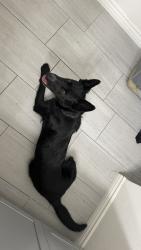 Found/Stray Male Dog last seen Nido, budd,, Campbell, CA 95008