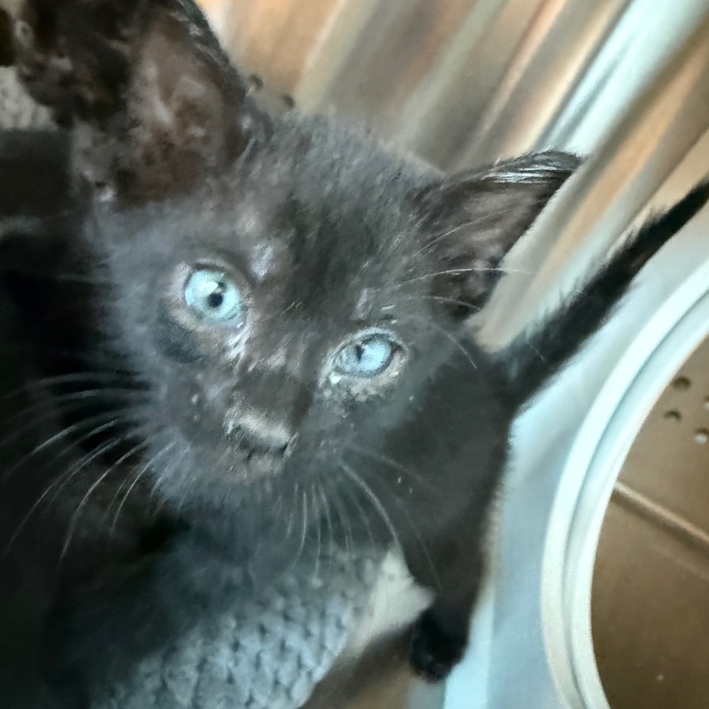 Shelter Stray Male Cat last seen , 3428 S Jenkins Ave, Norman, OK 73072, USA