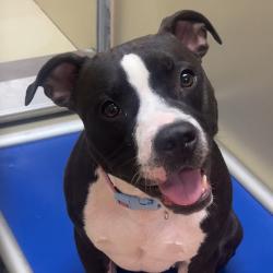 Shelter Stray Female Dog last seen , Animal Care & Control Team of Philly, 111 W Hunting Park Ave, Philadelphia, PA 19140, USA