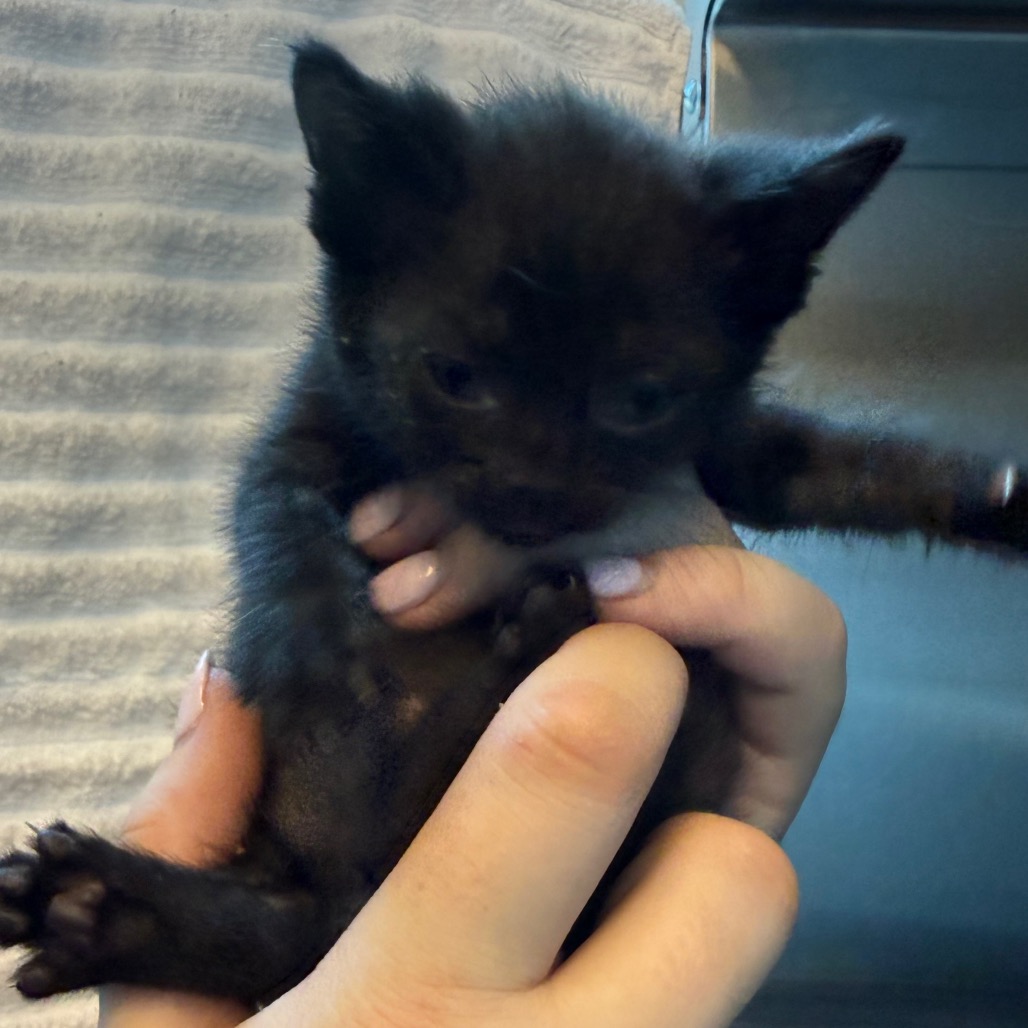 Shelter Stray Female Cat last seen , 3428 S Jenkins Ave, Norman, OK 73072, USA
