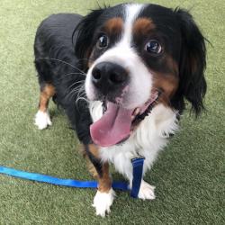 Shelter Stray Male Dog last seen , Animal Care & Control Team of Philly, 111 W Hunting Park Ave, Philadelphia, PA 19140, USA