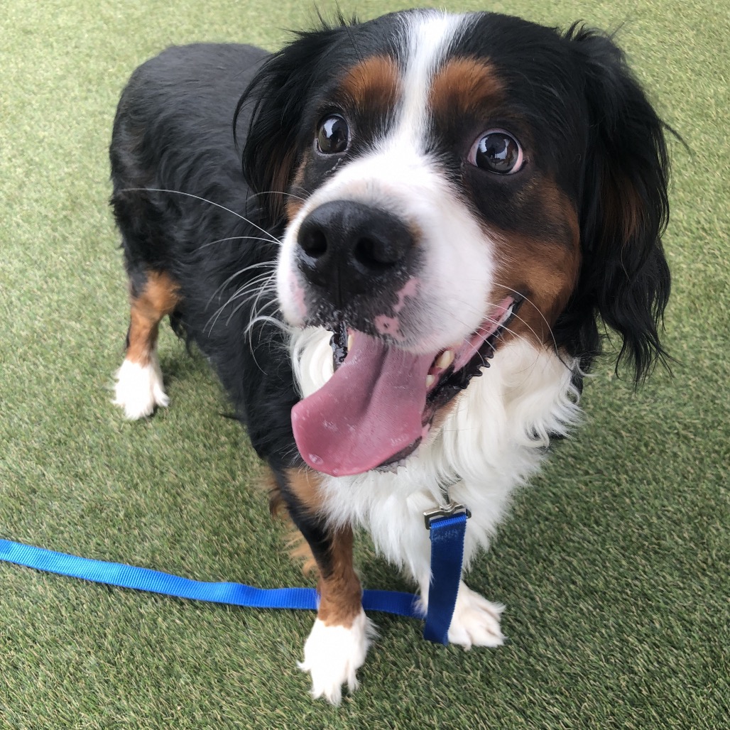 Shelter Stray Male Dog last seen , Animal Care & Control Team of Philly, 111 W Hunting Park Ave, Philadelphia, PA 19140, USA