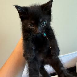 Shelter Stray Male Cat last seen , 3428 S Jenkins Ave, Norman, OK 73072, USA